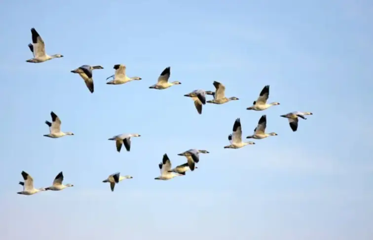 Conjunto de aves a sobrevoar o céu
